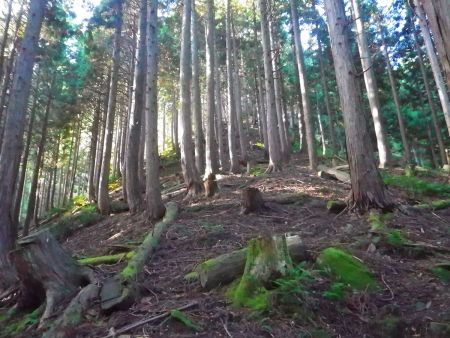 なかなか終わりが見えない尾根道。ひたすら急登が続いているのでスローペースで登る