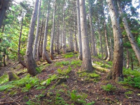 やっと上が見えた。西床尾山の山頂は近いと思う