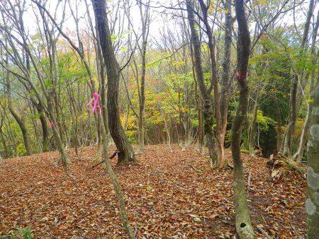 尾根の分岐があったりするんだけどこのピンクテープが東床尾山まで巻かれているので従って進んでいけばいい