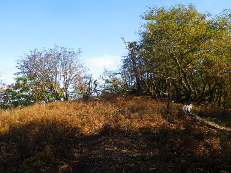 ちょっと雰囲気が変わった場所があった。地図を確認するとこの辺に三角点があるはず
