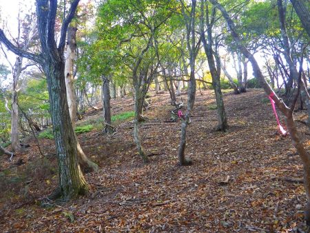 ここから東床尾山への登りがはじまる。落ち葉で登りにくい。そして、この先でちょっとしたアップダウンがあるんだけどね