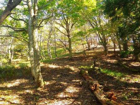 この付近はピンクテープはないけどとにかく方角を間違えないように登っていく。踏み跡がないのでわかりにくい場所かも