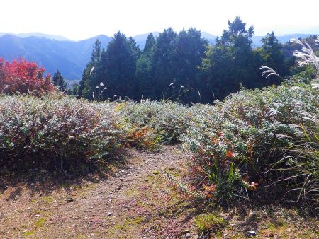 さて休憩もしたし下山する。尾根を下るんだけど国土地理院には破線がないので一応バリルートになるのかな！？