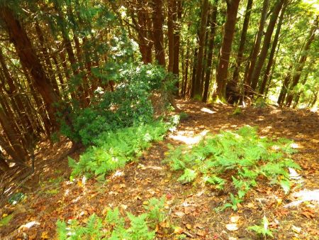 この尾根をひたすら下っていく。下っていてわかったけどほぼ直登なんだよね。一名の登山者が登ってきていた