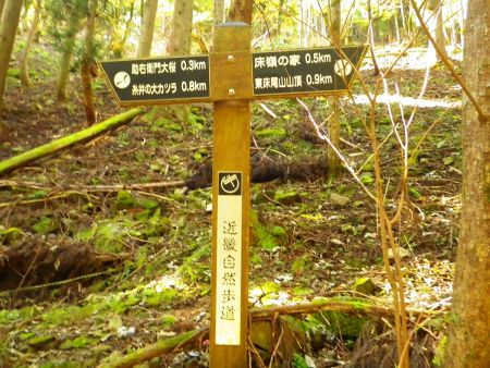 糸井の大カツラまで0.8kmのようだけど、沢を渡ったりしながらなので時間がかかりそうな感じがする