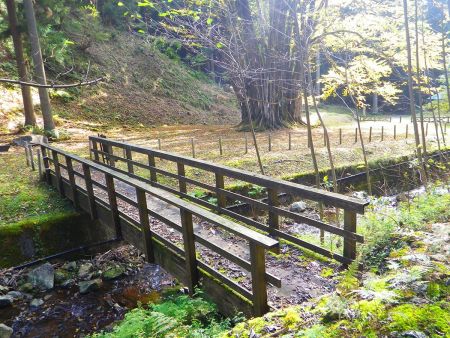 大きな橋があって巨木ぽいものが見えた。あの巨木のようなものが糸井の大カツラなのだろう