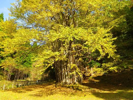 これは巨木というより小さな木が束になってる感じだった。この木は祀られていて中には入れないようにされてる