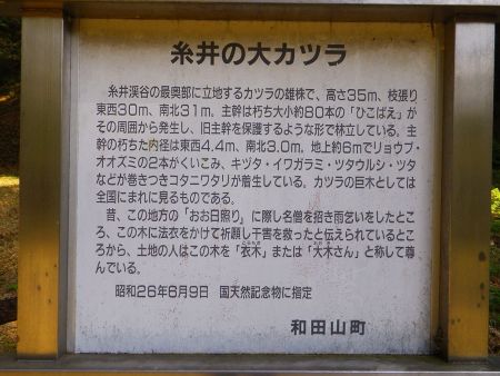 糸井の大カツラに関するうんちくが書いてある看板があったので撮影しておいた