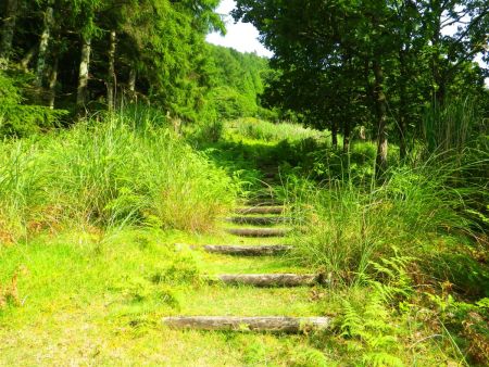 草が結構生えた登山道を歩いていく。階段があって整備はされている