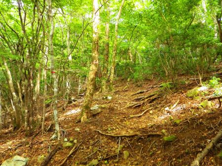 最短ルートとはいえいきなり結構な登りがはじまる