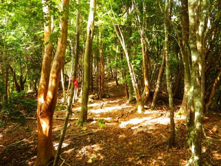ルートは基本は尾根道なんだけどピンクテープに頼りながら登っていけばいい