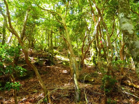 ここのちょっとした岩場のところまで登るとあともう少しで山頂