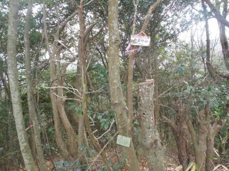 飯盛小山(274.2m)に到着