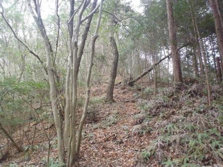 この尾根は急登だが歩きやすい