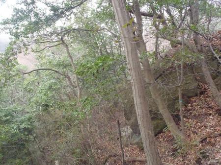 尾根は分岐らしいところがあるが青テープを頼りに下っていく