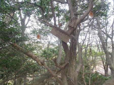 南池之内山（275.1m）に到着。