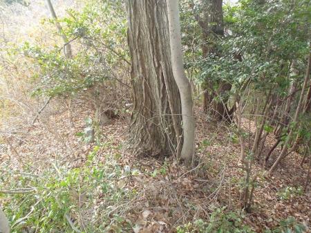 東佛底山からはルートといった感じがなく無理矢理下る