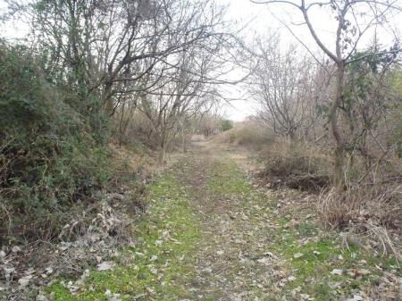 広い林業道のようなところに出るので右へ登っていく