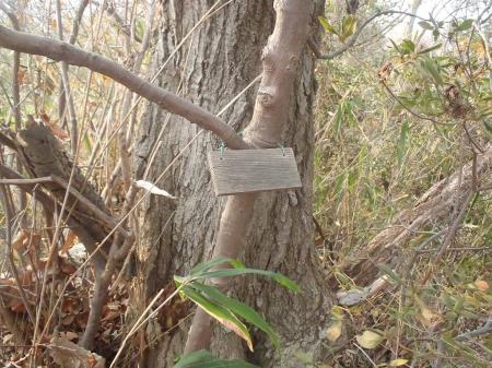 西谷山(208.5m)に到着。プレートがあったがもはや字が消えていた