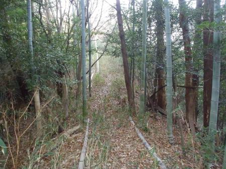 夫婦石山へ向かう途中は竹林地帯がある