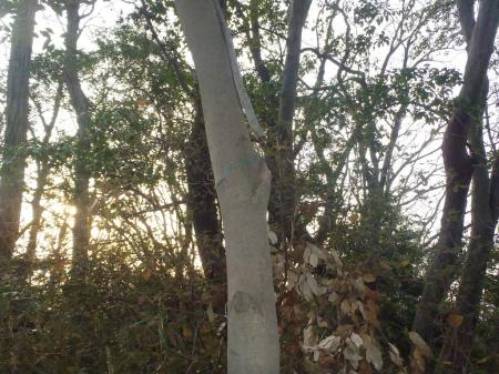 夫婦石山(173.8m)に到着。プレートはないが針金だけが残っていた