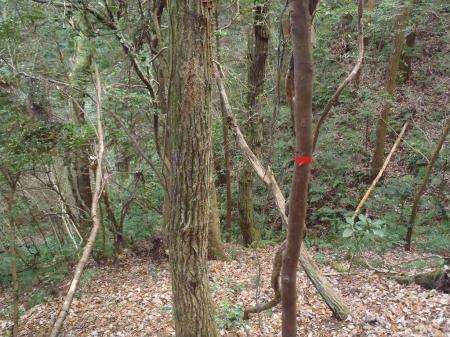 土水小場尾根の下りは赤テープを頼るといい