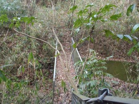 向こうに住宅が見えたが、この橋付近はかなり藪で荒れていた