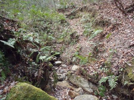 沢筋を歩くルートだが滝にいく道だと思われる