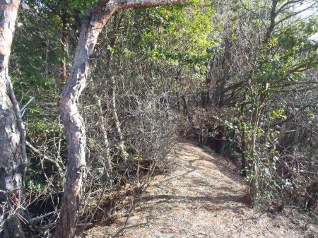 尾根道はきっちりしていた