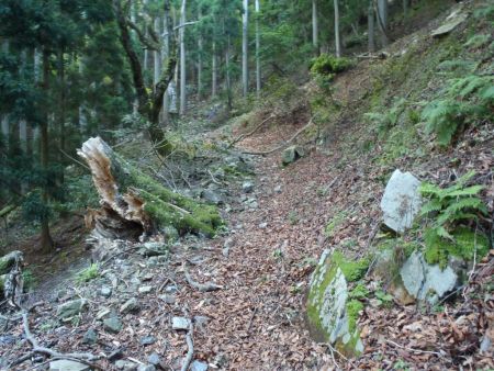 いきなり急登になる
