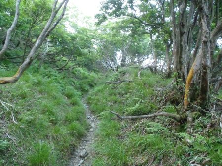 金ピラ峠を過ぎるとなだらかになる