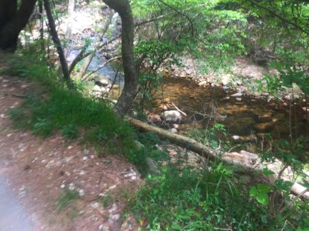 さっきの墓石ぽいところからすぐ沢に降りれた。降りてちょい休憩タイム