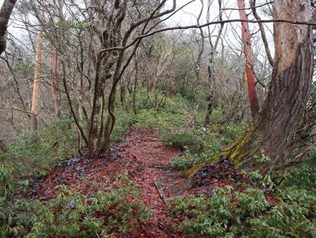 尾根に出るとなだらかでかなり歩きやすい登山道になる