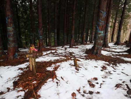 あまり道標はないんだけど、尾根の合流地点で道標があった