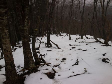 ここで一旦下りになる。下山時の登り返しがちょっと面倒な感じがしたけど尾根道だから仕方ないね