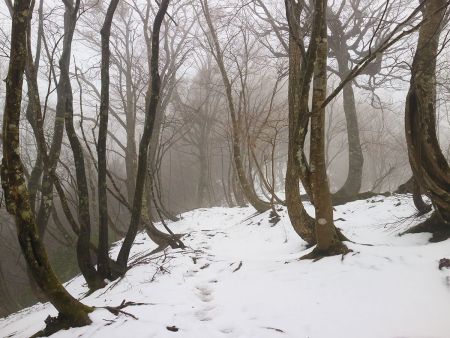 だんだんガスってきた。まあ尾根道だから迷ったりすることはないけど、昨日の雨が原因だろうね
