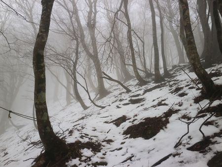 百里ヶ岳まで少し急登が続くんだけど、ガスっていてどこがゴールか上が見えない