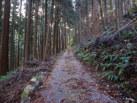 もう林道歩きは慣れたけど、やっぱ歩いていても面白くない