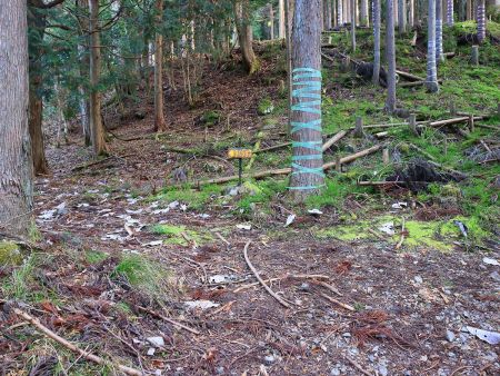 タイジョウ分岐。下山時はここに出てくる予定