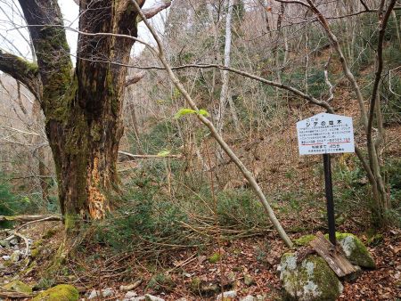 シデの並木というのは左側の大きな木のことかな！？