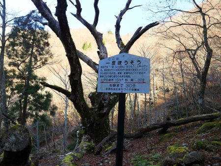 一反ぼうそう。この枝分かれした木のことなのか！？もうこの木は枯れてると思えるんだが・・・