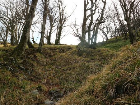 稜線がみえた。ここまで結構早かったように思える