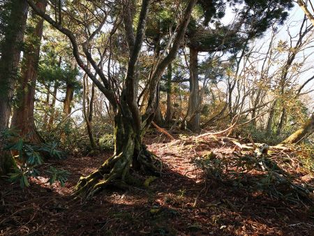 タイジョウまでは尾根だけど踏み跡もなければ荒れた細尾根だった