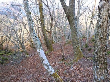 タイジョウから下りのここを左へ下りていく。もちろん登山道でなく無理矢理下る