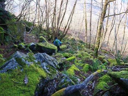 テープはあるけど道なき道を歩いて行って向こう側の尾根に向かう