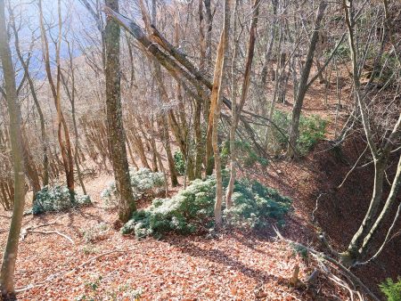 尾根を下って911mのピーク手前のコル部。ここを左に無理矢理下りていく