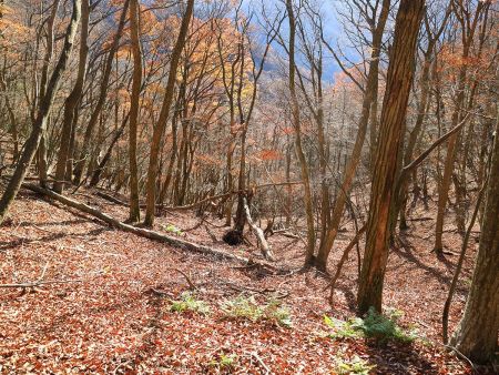 ピンクテープはあるので、それを頼りに無理矢理下っていくが、落ち葉でかなり滑る