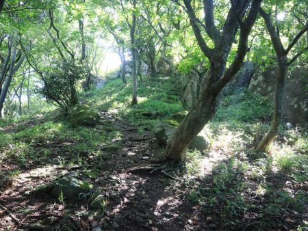 この大きな岩の先が明るくなっている。おそらく山頂だろうと思った