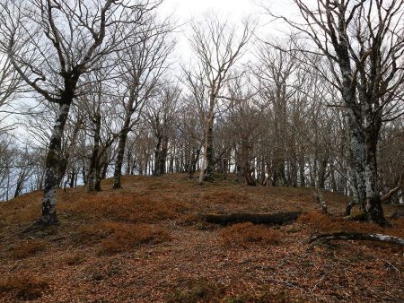登りきるとピークが見えた。偽ピークっぽくないのでおそらくこの先が池木屋山なはず