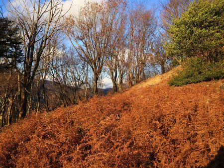 この付近がコブシ平だけど、何かあるわけでもなかった